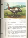 Atlas-d-ornithologie-I-classeur-3