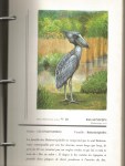 Atlas-d-ornithologie-I-classeur-4