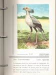 Atlas-d-ornithologie-I-classeur-5